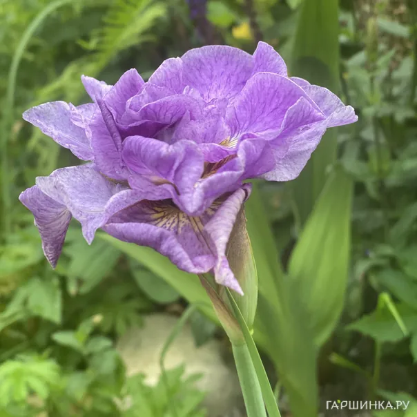 превью изображения отзыва