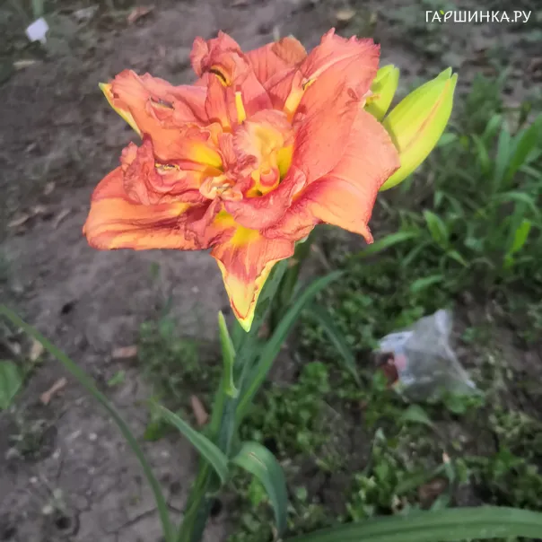 превью изображения отзыва