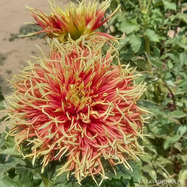 превью изображения отзыва