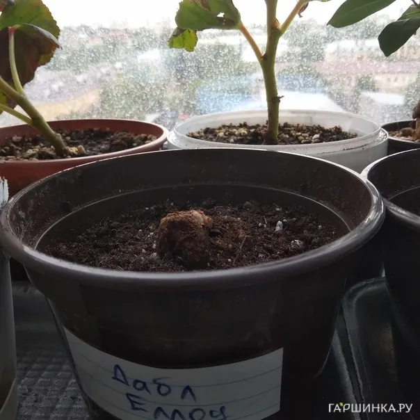 превью изображения отзыва