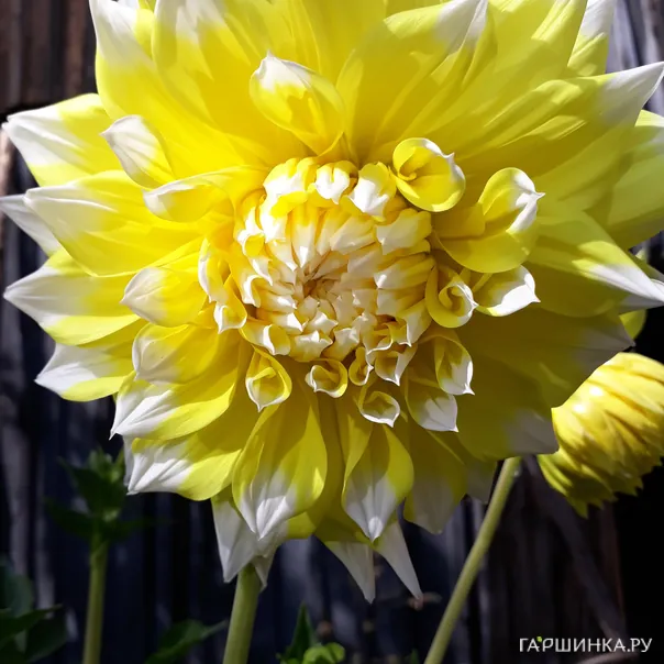 превью изображения отзыва