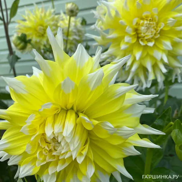 превью изображения отзыва