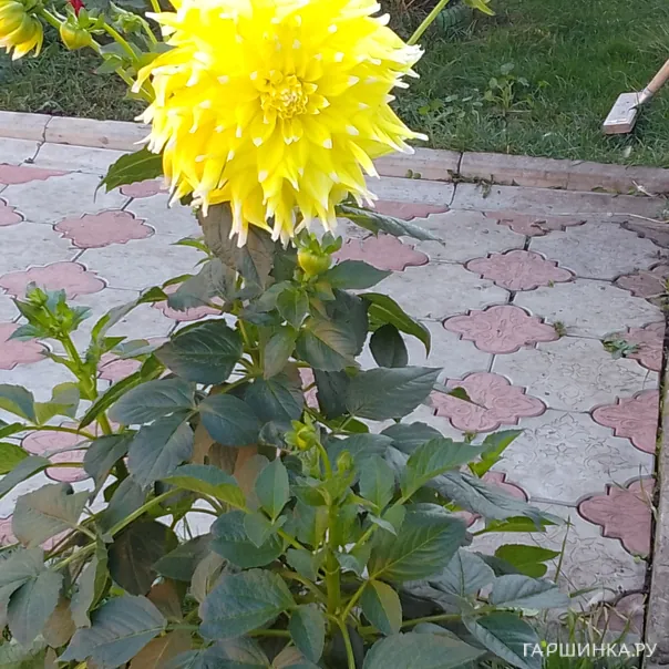 превью изображения отзыва