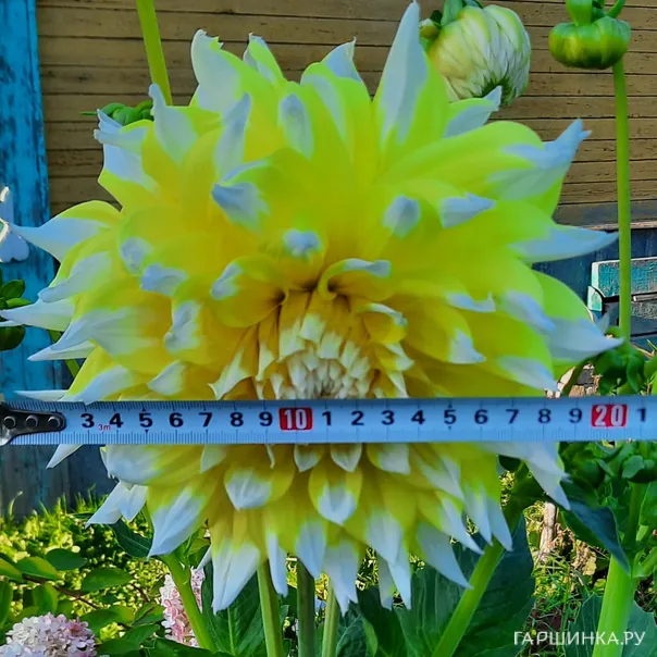 превью изображения отзыва