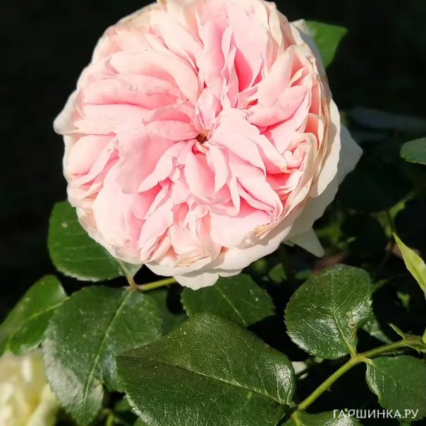 превью изображения отзыва