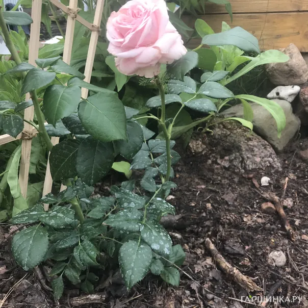 превью изображения отзыва