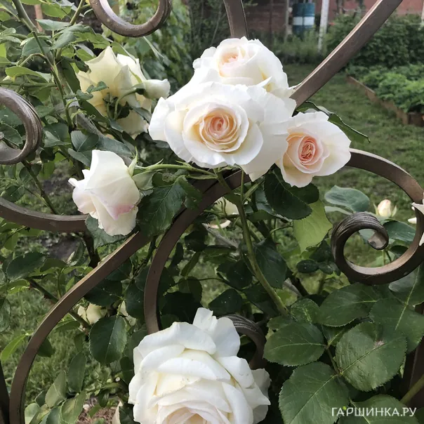 превью изображения отзыва