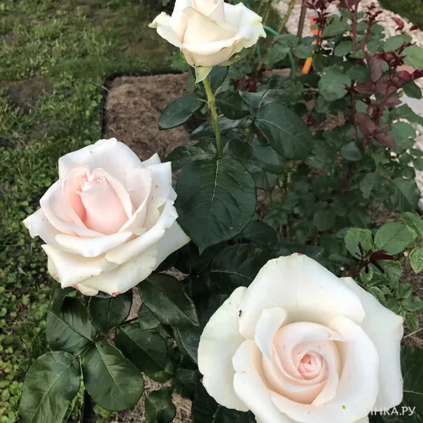 превью изображения отзыва