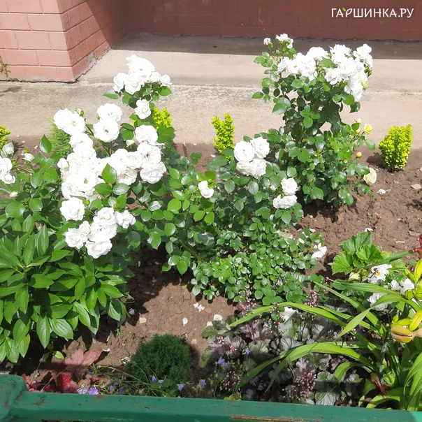 превью изображения отзыва