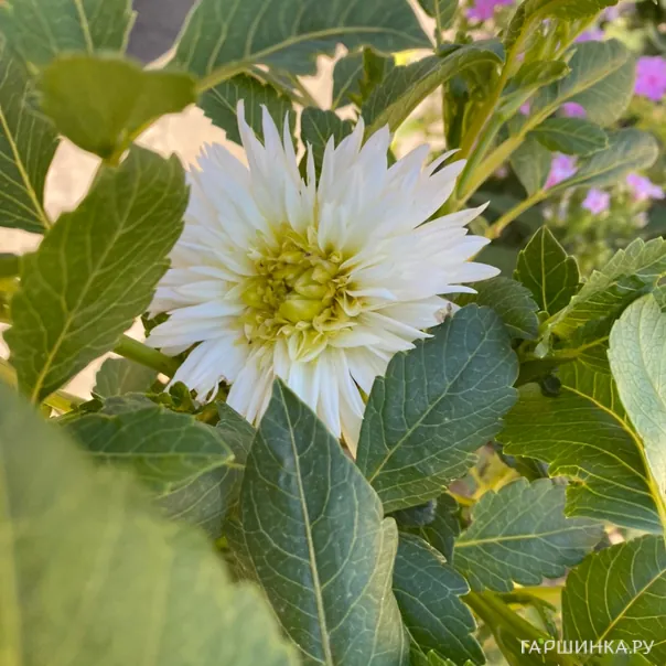 превью изображения отзыва