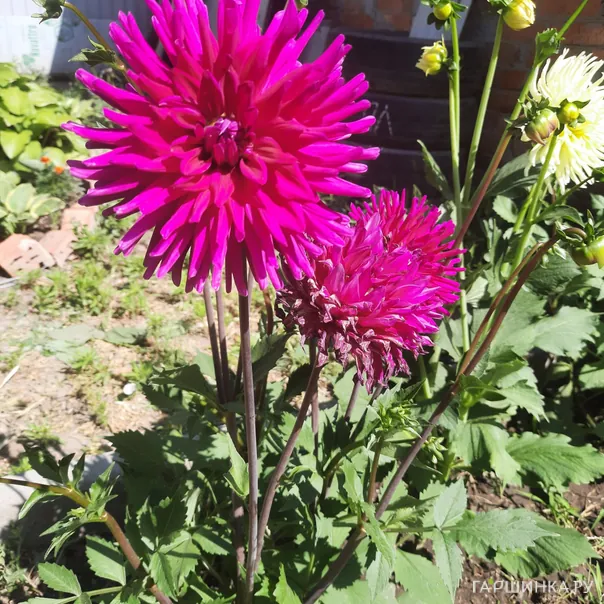 превью изображения отзыва