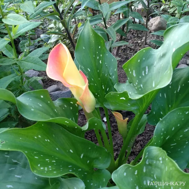 превью изображения отзыва