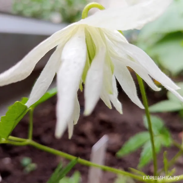 превью изображения отзыва