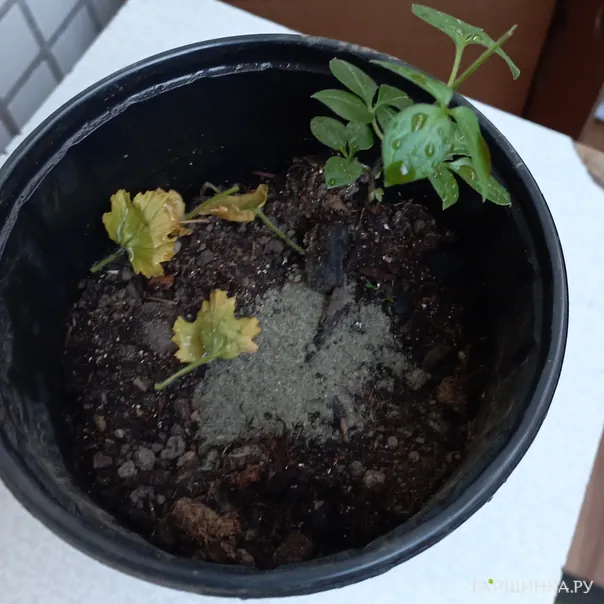 превью изображения отзыва