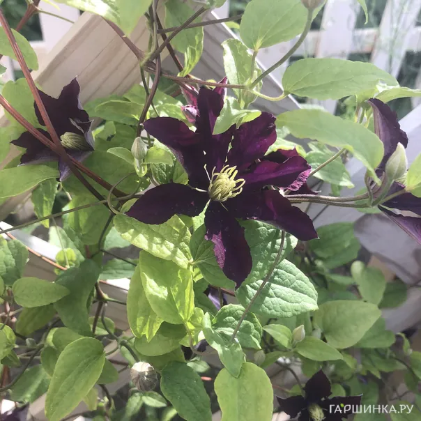 превью изображения отзыва