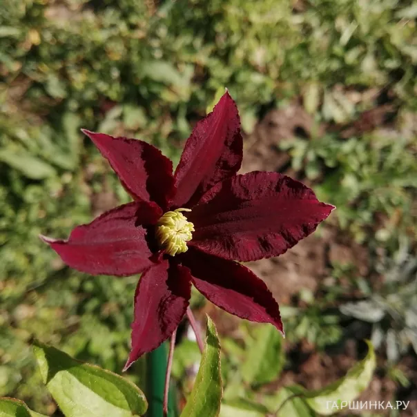 превью изображения отзыва