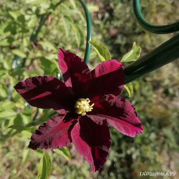 превью изображения отзыва