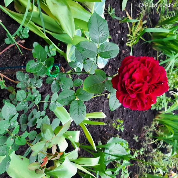 превью изображения отзыва