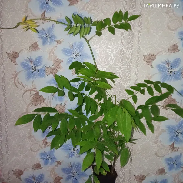 превью изображения отзыва