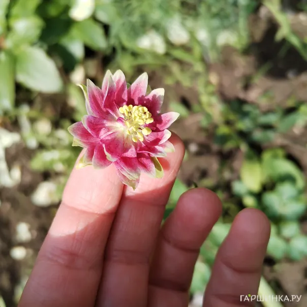 превью изображения отзыва