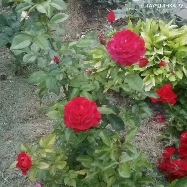 превью изображения отзыва