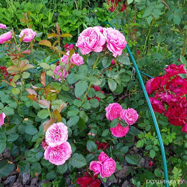 превью изображения отзыва