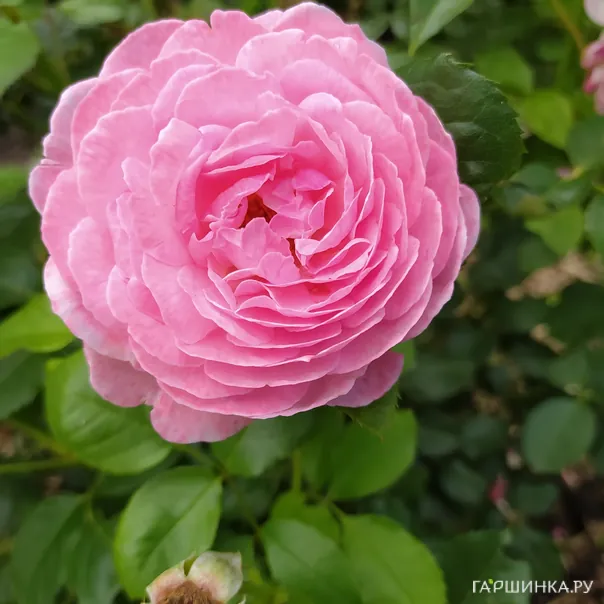 превью изображения отзыва