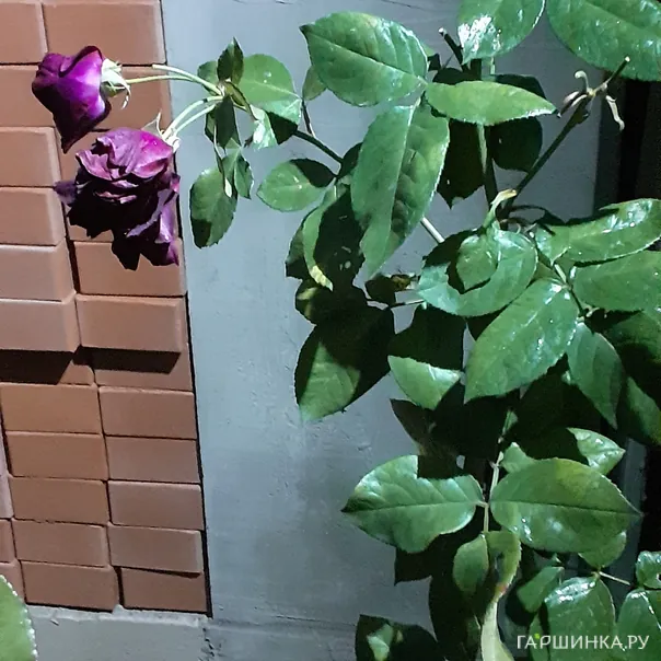 превью изображения отзыва