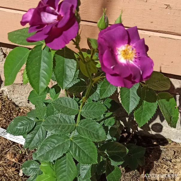 превью изображения отзыва