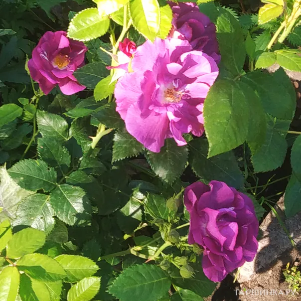 превью изображения отзыва