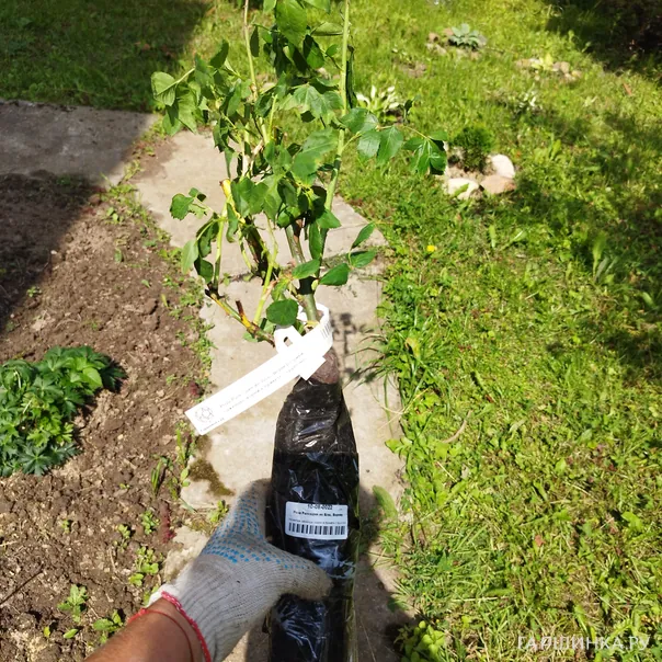 превью изображения отзыва