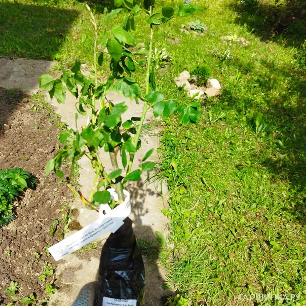 превью изображения отзыва