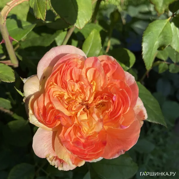 превью изображения отзыва