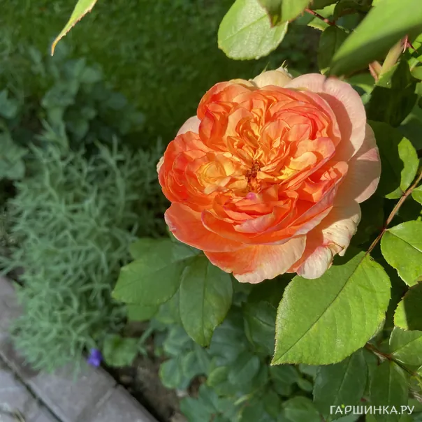 превью изображения отзыва