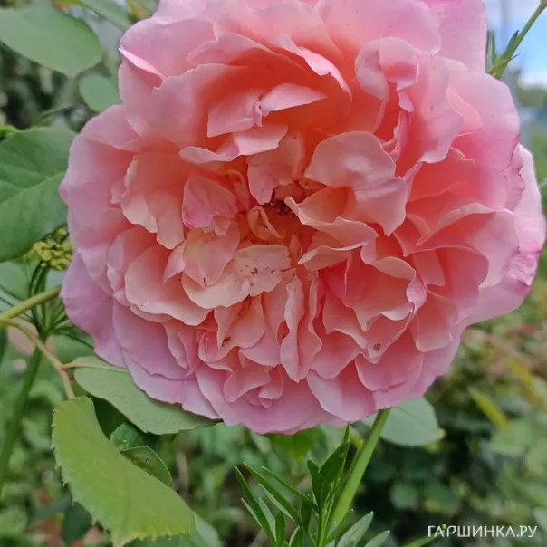 превью изображения отзыва