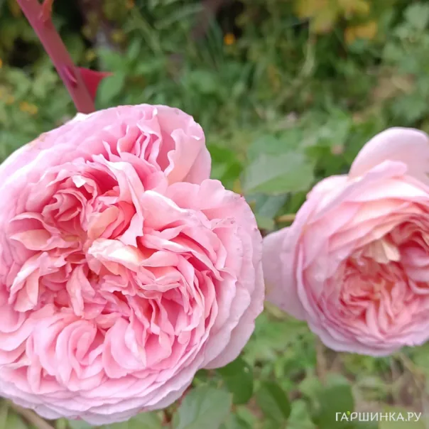 превью изображения отзыва