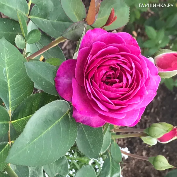 превью изображения отзыва