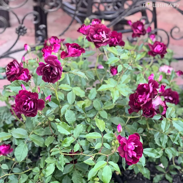 превью изображения отзыва