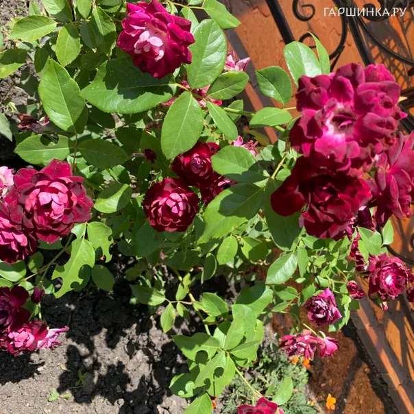 превью изображения отзыва