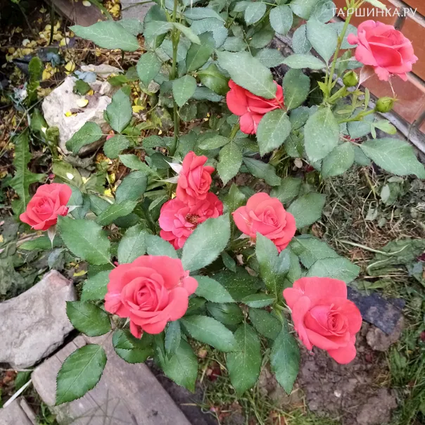 превью изображения отзыва