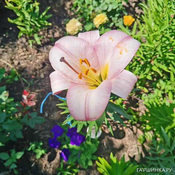 превью изображения отзыва