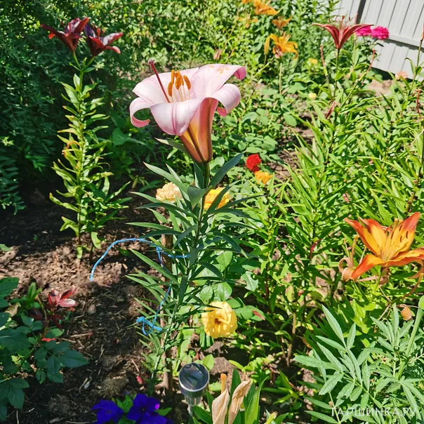 превью изображения отзыва