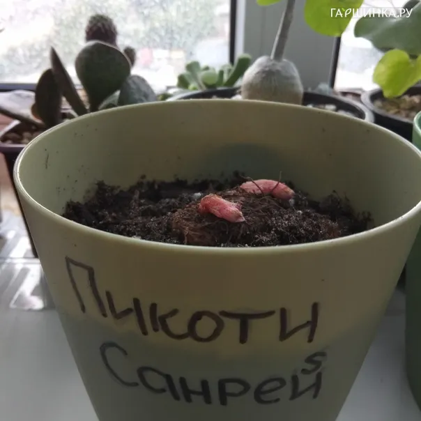 превью изображения отзыва