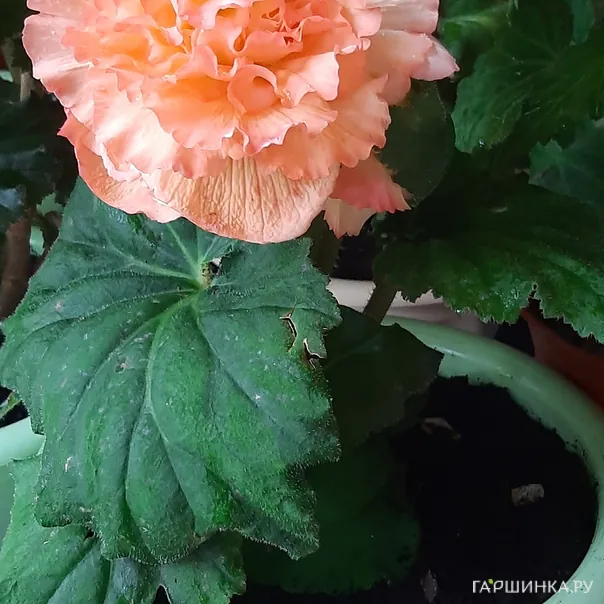 превью изображения отзыва