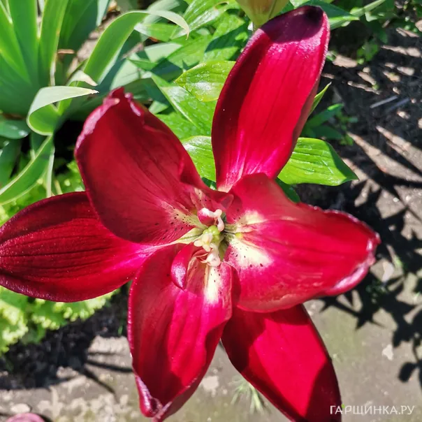 превью изображения отзыва