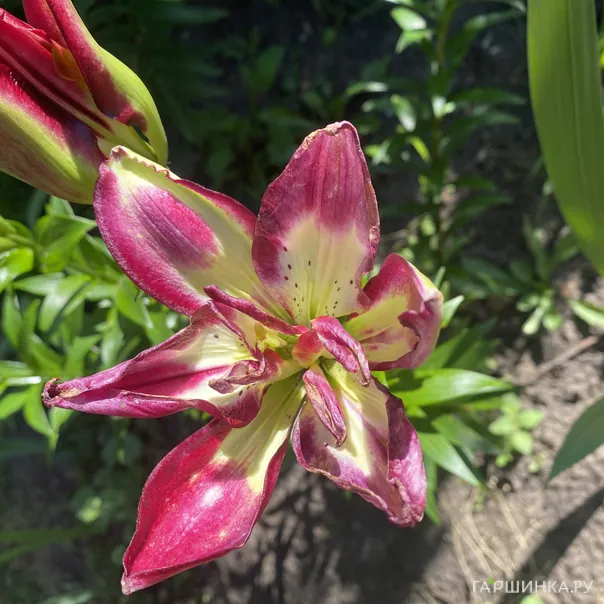 превью изображения отзыва