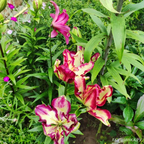 превью изображения отзыва