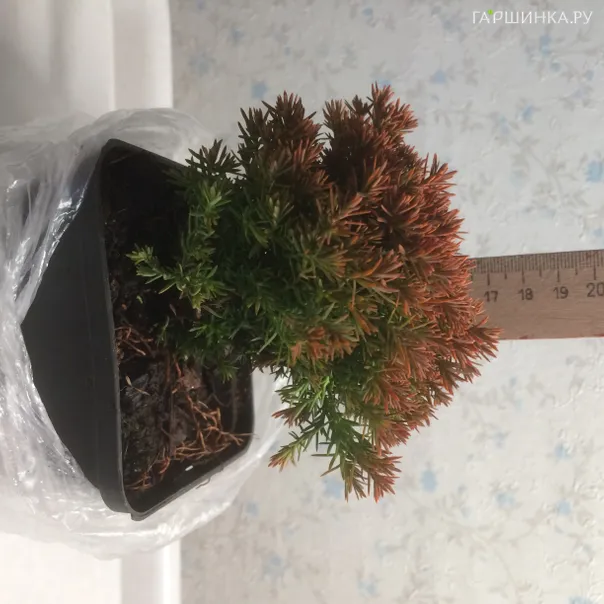 превью изображения отзыва