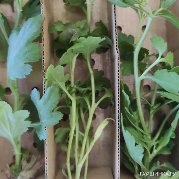 превью изображения отзыва