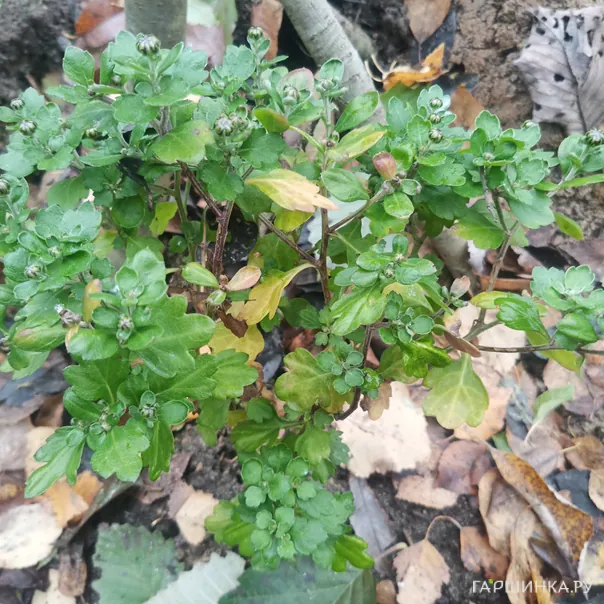 превью изображения отзыва